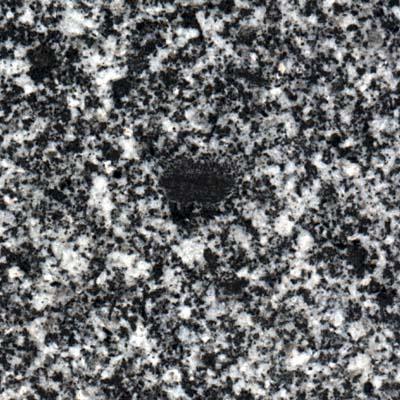 Black   Demitz Thumitzer   Germany